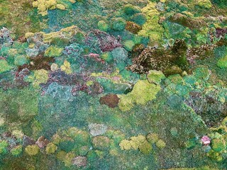 Moss wall background and texture. Beautiful artificial moss wall for indoor and interior design