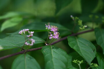 Callicarpa japonica - Korean Beautyberry with Purple Fruits, Flowers, and Bark

