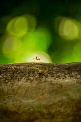 Macro shot of ants marching on a tree branch, showcasing their intricate details.