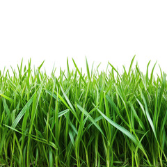 Fototapeta premium Close up of green grass on transparent background.