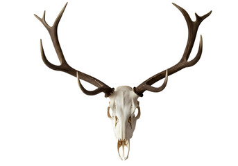 European Red Deer Skull with Antlers A Detailed Closeup isolated on transparent baackground