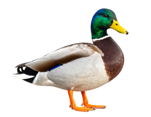 Colorful duck standing elegantly in a natural pose.