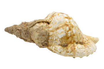 Close-up of a seashell, isolated on white background.