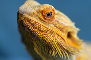 The Piercing Eyes of an Agama Lizard on the blue background