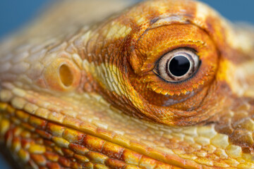 The Piercing Eyes of an Agama Lizard on the blue background