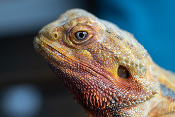 The Piercing Eyes of an Agama Lizard on the blue background