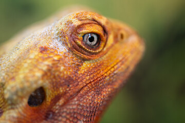 The Piercing Eyes of an Agama Lizard, close-up