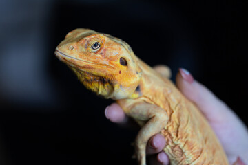 Tender Connection: Human Hands Gently Stroke a Naked Agama Lizard