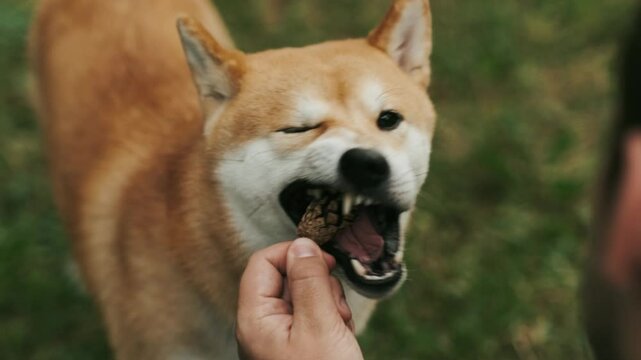 young man owner giving shiba inu dog a pine cone to chew during summer park walk playful outdoor pet bonding concept nature