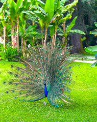 peacocks in the famous Massey Gardens in Tarbes, France