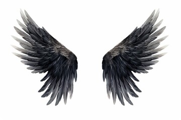 Obraz premium Flying bird wing white background.