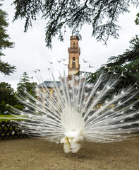 peacocks in the famous Massey Gardens in Tarbes, France