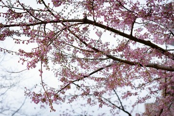 Low angle view of flowering tree