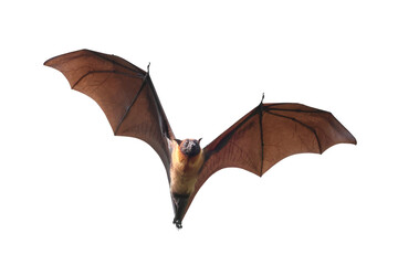 Bat flying isolated on transparent background.