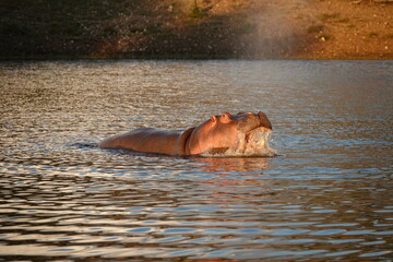 Hippo male (Hippopotamus amphibius) showing territorial behaviour.
