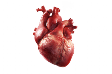 Human Heart Anatomy