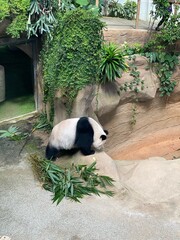 giant panda eating bamboo