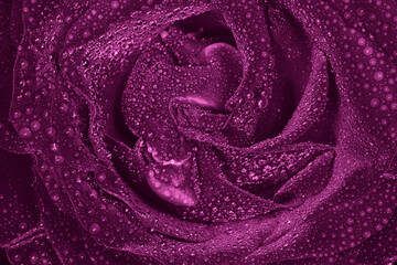 close up of dark purple rose covered with water drops