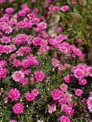 Obraz premium pink flowers in the garden
