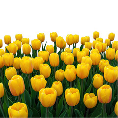 Obraz premium yellow tulips on white