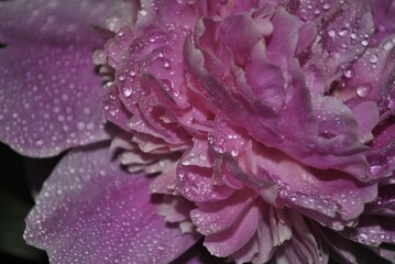 Dewdrops rest delicately on a breathtaking pink petal, glowing like jewels against the deep black background. Nature’s fragile beauty is perfectly captured in this silent moment — soft and pure.