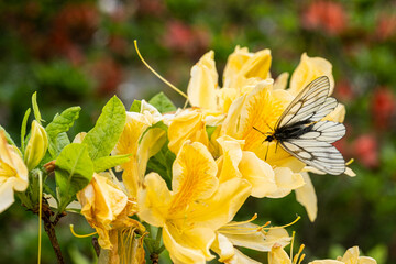 Farfalla su Fiore