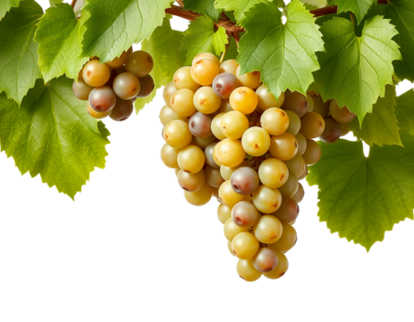 ripe grape isolated on transparent background - Powered by Adobe