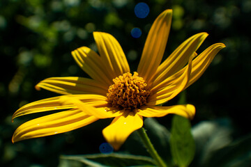 A yellow flower Coreopsis Grandiflora, close-up