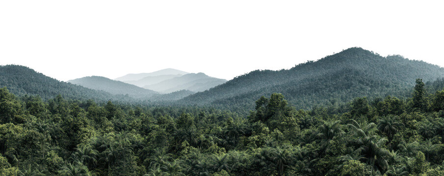 panorama of the mountains with many trees, rainforest isolated on white or transparent png