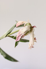 Faded pink peony bloom revealing foliage translucent petals, green depicting surrounding weathered...