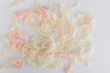 Delicate dried peony pink blending and petals white, on scattered artfully pristine white surface...