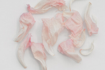 Delicate dried peony pristine blending pink and white, petals scattered on artfully white surface...