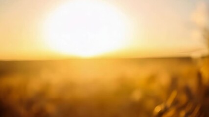 Dandelion seed head close-up on wheat field during golden hour, backlit by setting sun, creating warm and peaceful aesthetic - Powered by Adobe