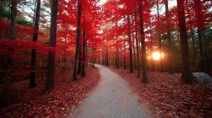 Serene autumn forest trail at sunset with vibrant red leaves and warm glow suitable for reflection and outdoor activity