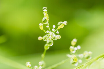朝日を受けて輝く、水滴を纏った植物のイメージ
