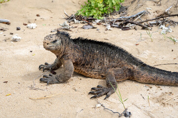 Marine iguana on the sandy shores of Isabela Island, Galapagos Archipelago, Ecuador