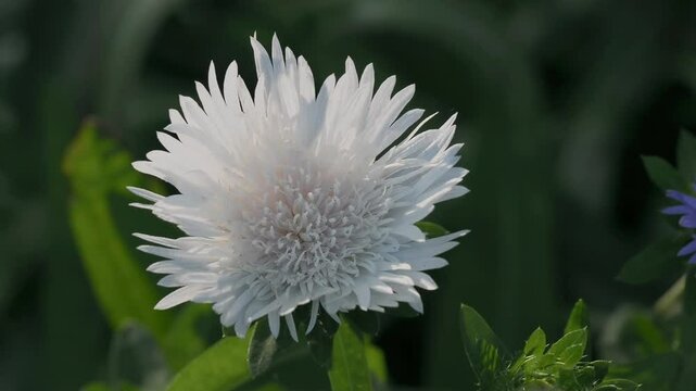 Tokyo, Japan - June 18, 2025: Closeup of stokesia or Stokesia laevis