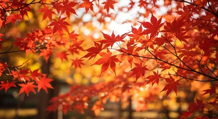 Vibrant fall leaves on a tree canopy