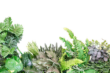 Green leaves isolated on white background with clipping path and copy space.