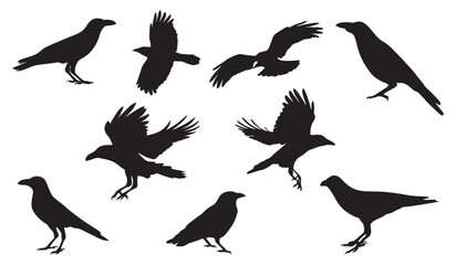 Crow isolated black silhouette set. set of birds silhouettes. isolated black silhouette bird. Raven Halloween. Dark birds icon clipart. crow collection