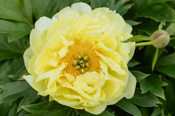 Beautiful yellow peony flowers in full bloom with ruffled petals and bright orange centers. Soft...