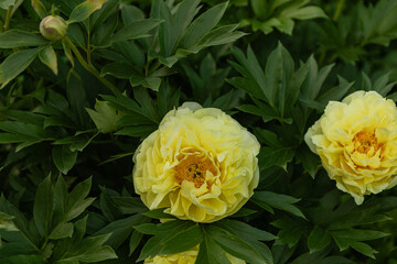 Beautiful yellow peony flowers in full bloom with ruffled petals and bright orange centers. Soft...