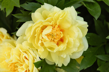 Beautiful yellow peony flowers in full bloom with ruffled petals and bright orange centers. Soft natural lighting highlights the delicate texture against green foliage background.