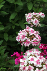 Macro image of pink and white Sweet William blooms, Sussex England
