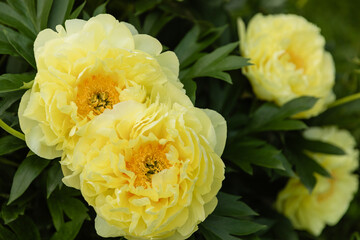 Beautiful yellow peony flowers in full bloom with ruffled petals and bright orange centers. Soft...