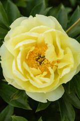 Single yellow peony flower in full bloom with layered ruffled petals and golden center. Close-up macro shot showing delicate petal texture against soft green foliage background.