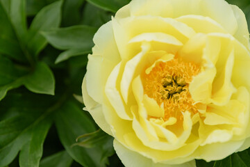 Single yellow peony flower in full bloom with layered ruffled petals and golden center. Close-up macro shot showing delicate petal texture against soft green foliage background.