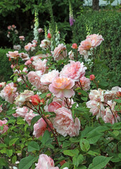 Fototapeta premium View along a bed of pink Roses, Sussex England 