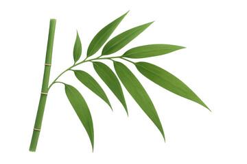 Obraz premium Green bamboo branch with delicate leaves rendering botanical design element, realistic vector illustration isolated on transparent backdrop