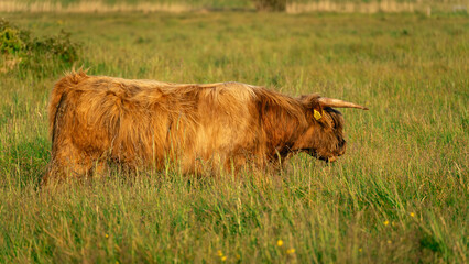 Highlander cows, in the field of Lentevreugd, Wassenaar. The Netherlands